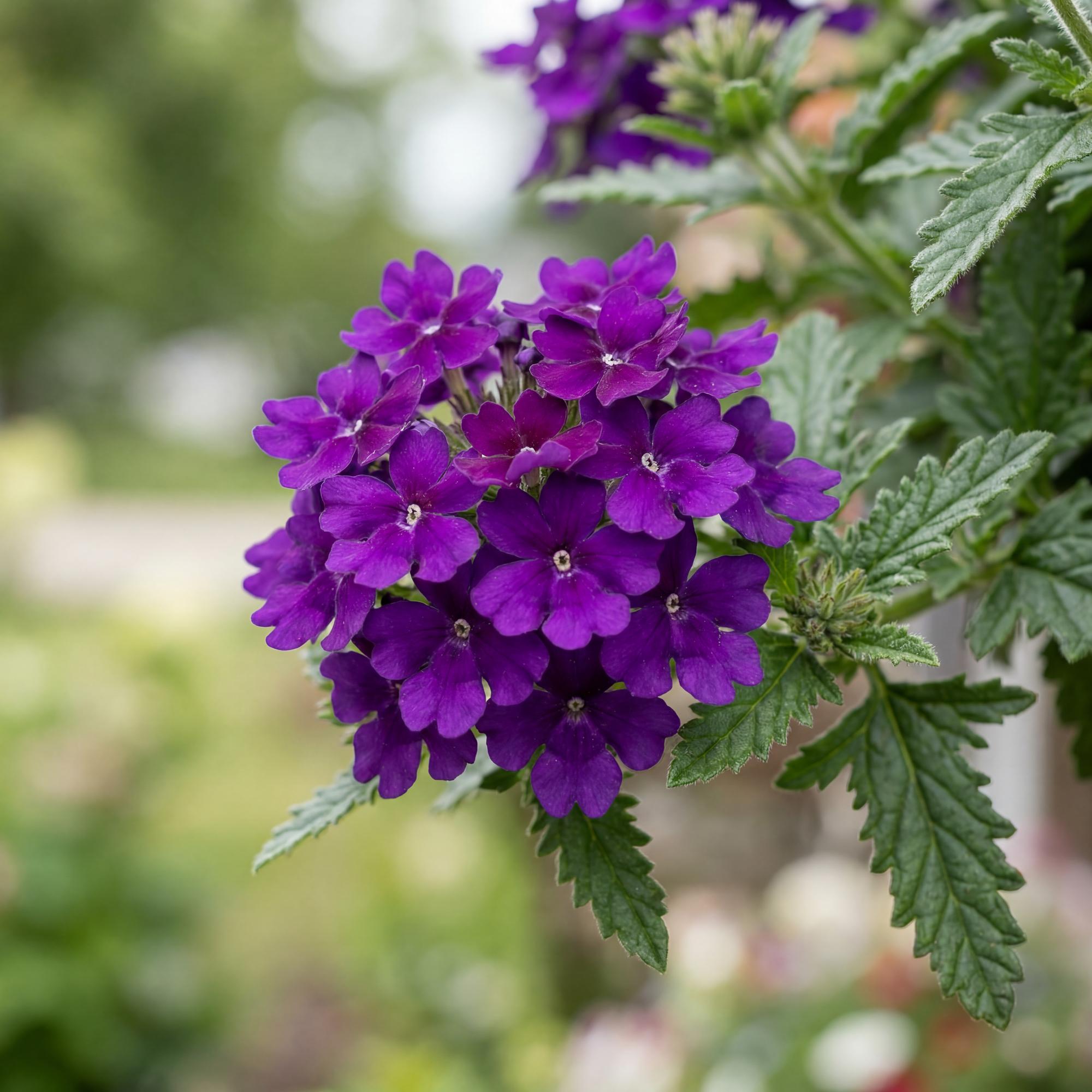 Cobalt Blue Empress Flair Verbena - 4
