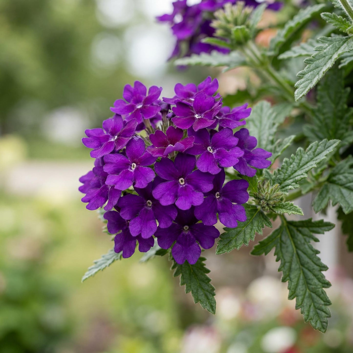 Cobalt Blue Empress Flair Verbena