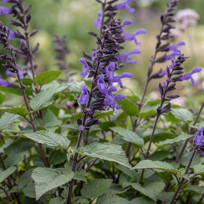 Black and Blue Anise Sage
