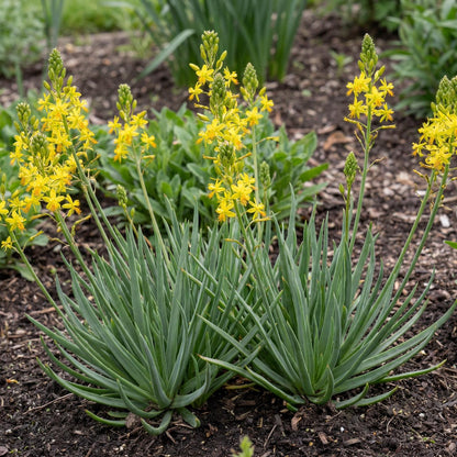 Yellow Stalked Bulbine handles heat and drought, holding its green clumps through dry, low-care seasons.