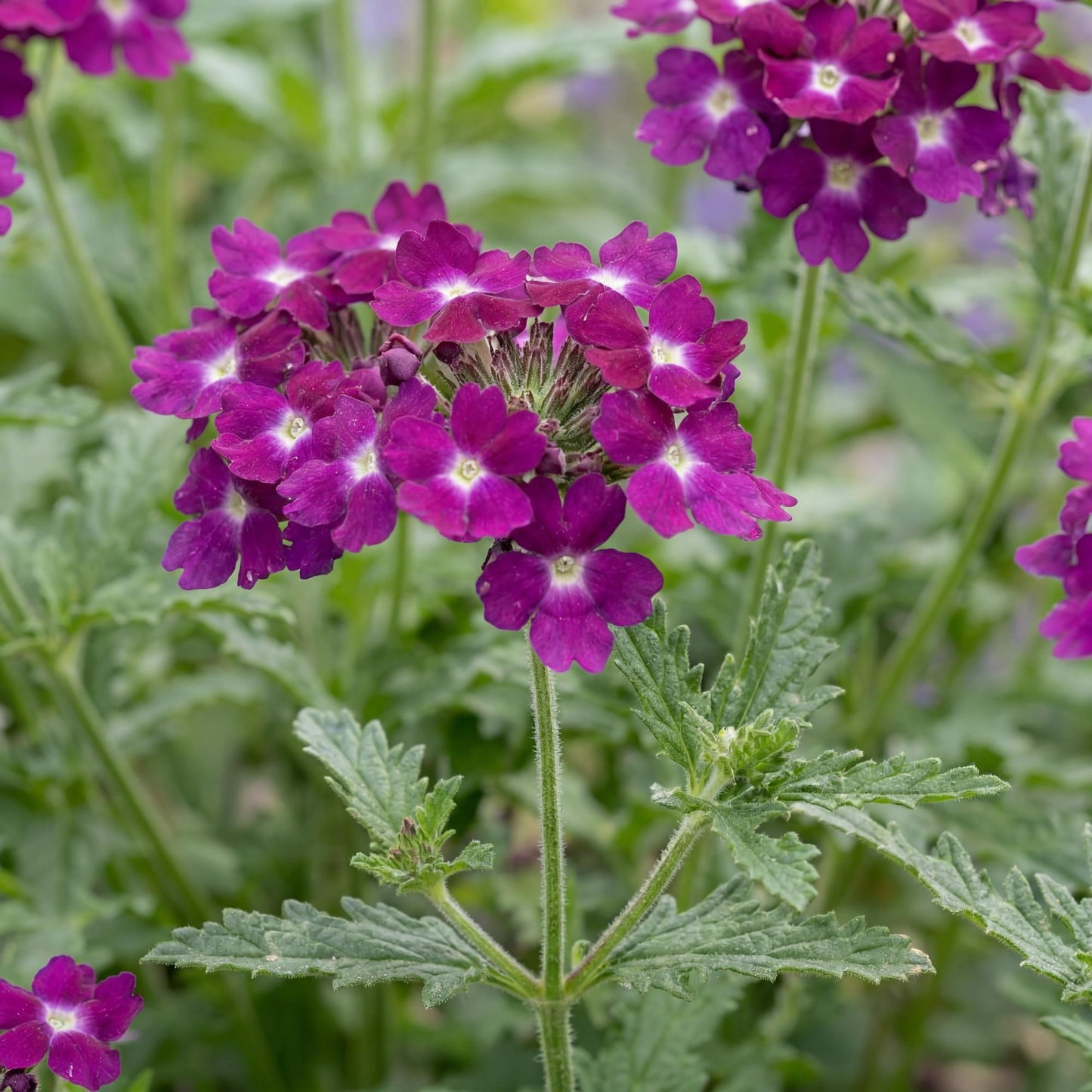 Vanessa Magenta Verbena