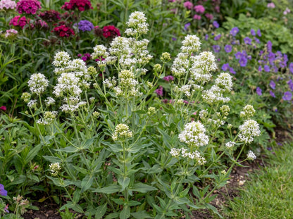 Albus White Valerian
