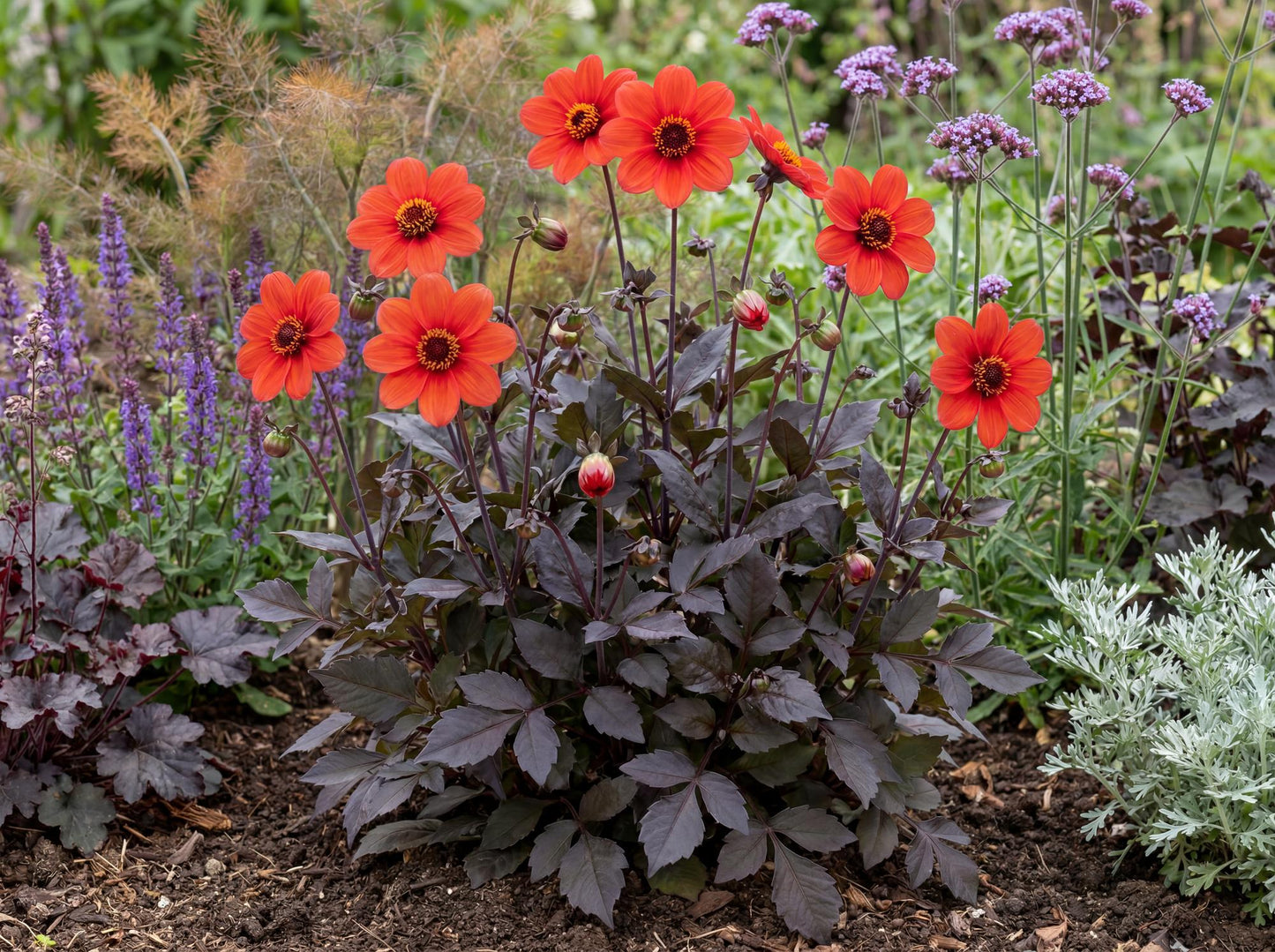 Mystic Enchantment Dahlia