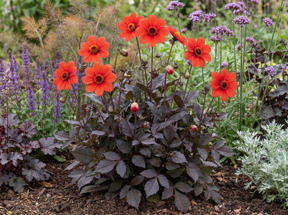 Mystic Enchantment Dahlia