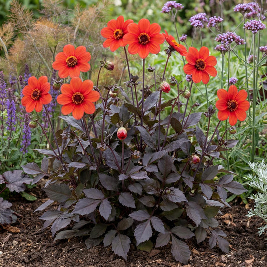 Mystic Enchantment Dahlia