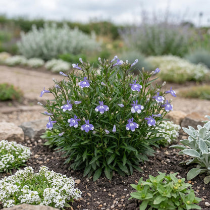 Compact Blue Bay Magadi Lobelia