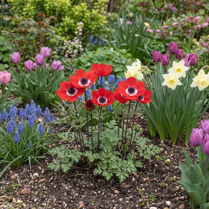 Harmony Scarlet Anemone