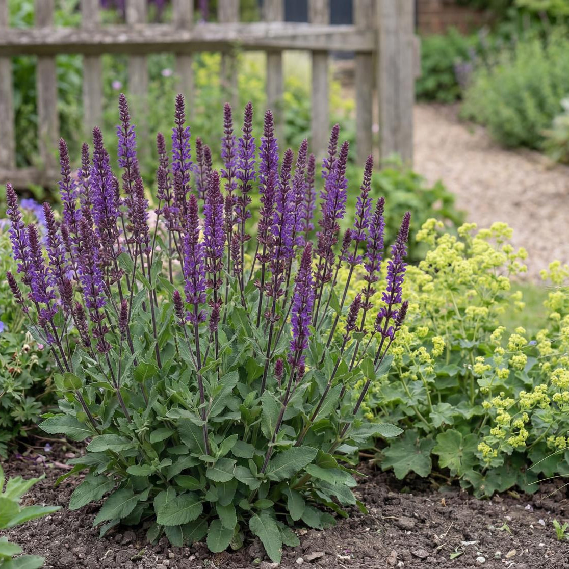 Caradonna Salvia