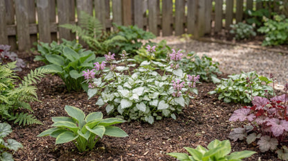 Orchid Frost Grande Lamium