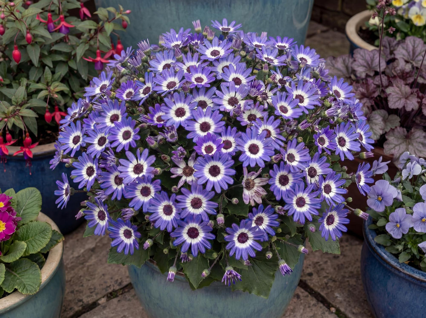 Primavera Blueberry Pericallis