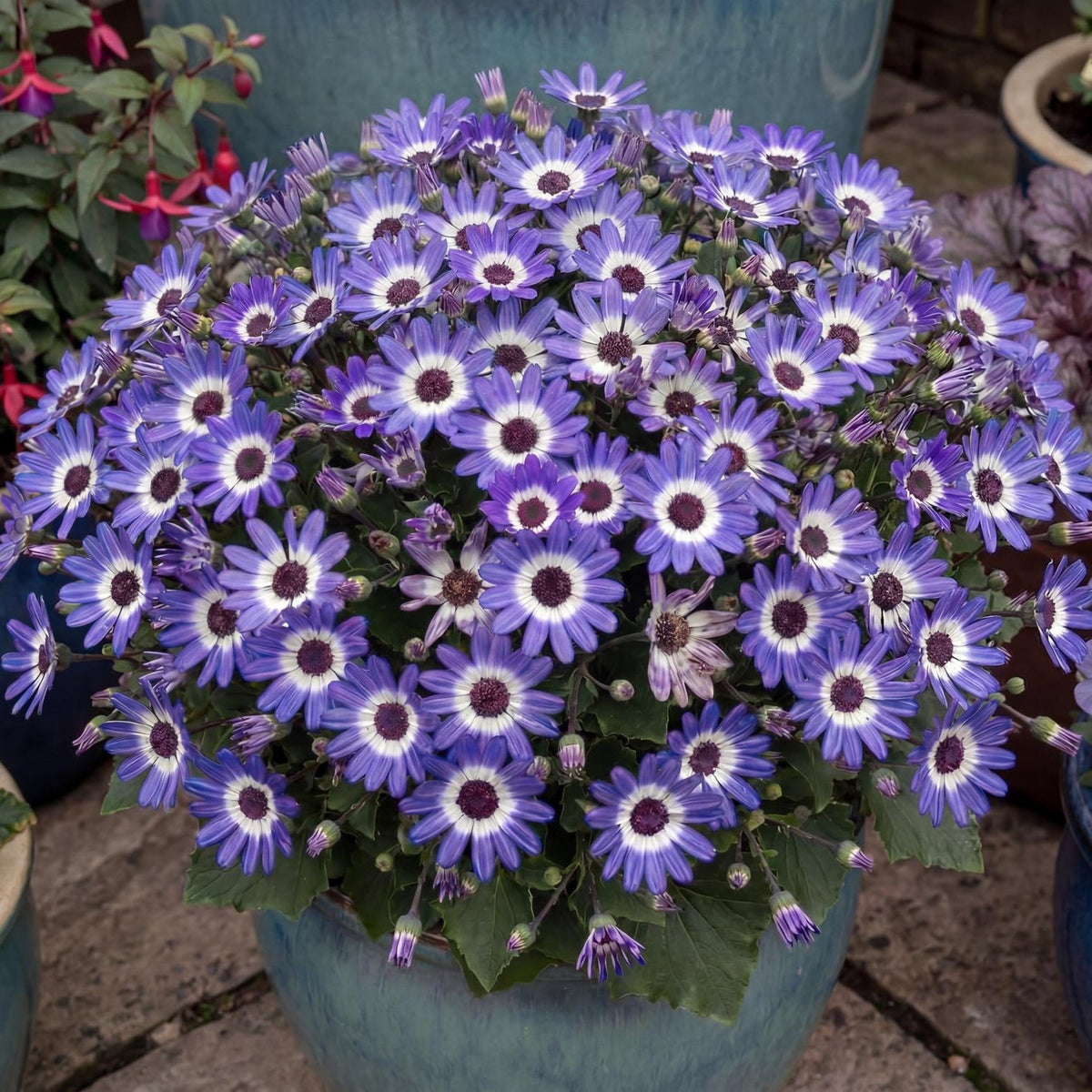 Primavera Blueberry Pericallis
