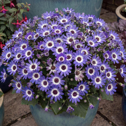 Primavera Blueberry Pericallis