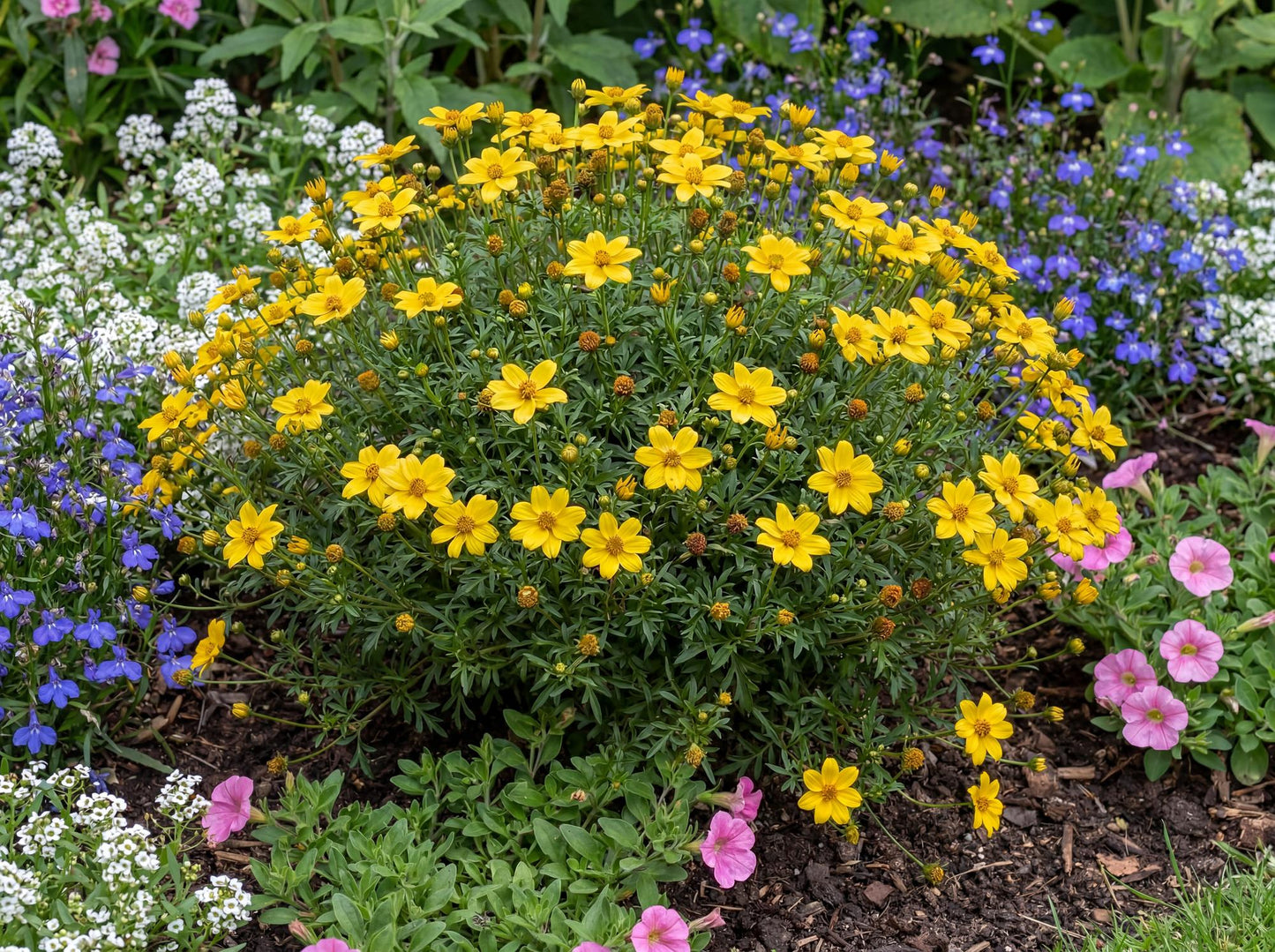 Yellow Sunshine Bidens