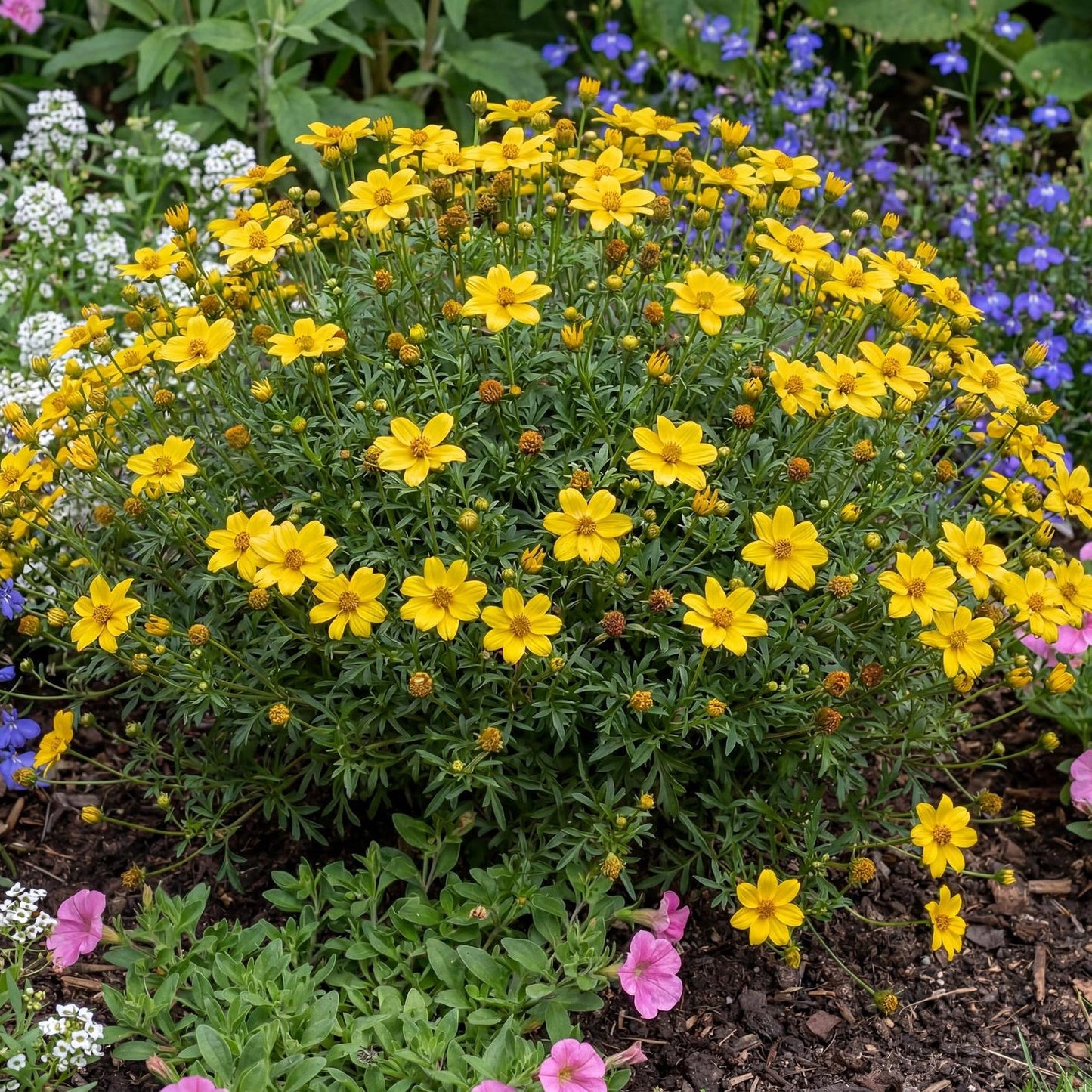 Yellow Sunshine Bidens