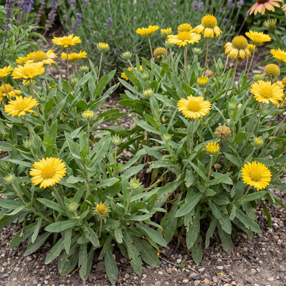 Gold Sun Buddies Gaillardia