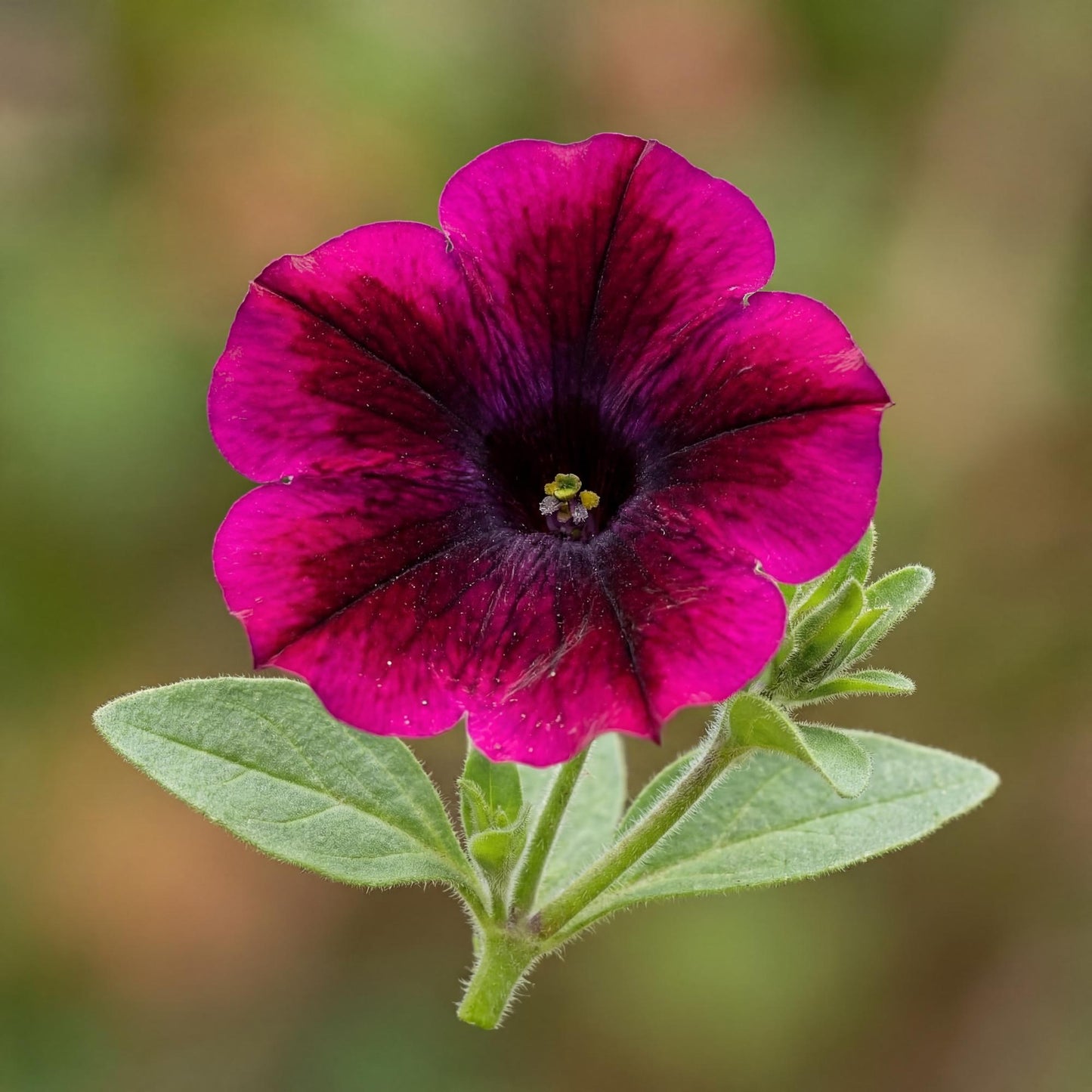 Crazytunia Cosmic Purple Petunia