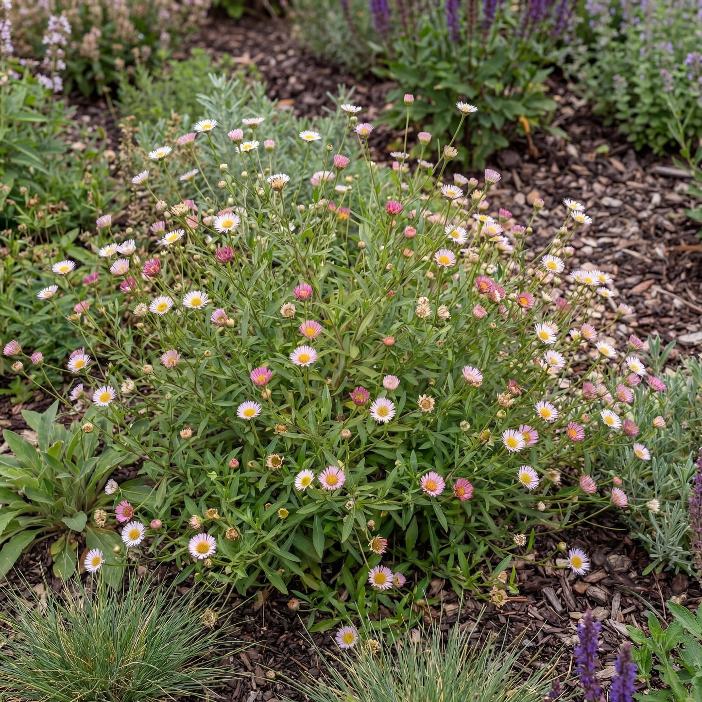 Santa Barbara Daisy (Erigeron)