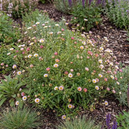 Santa Barbara Daisy (Erigeron)