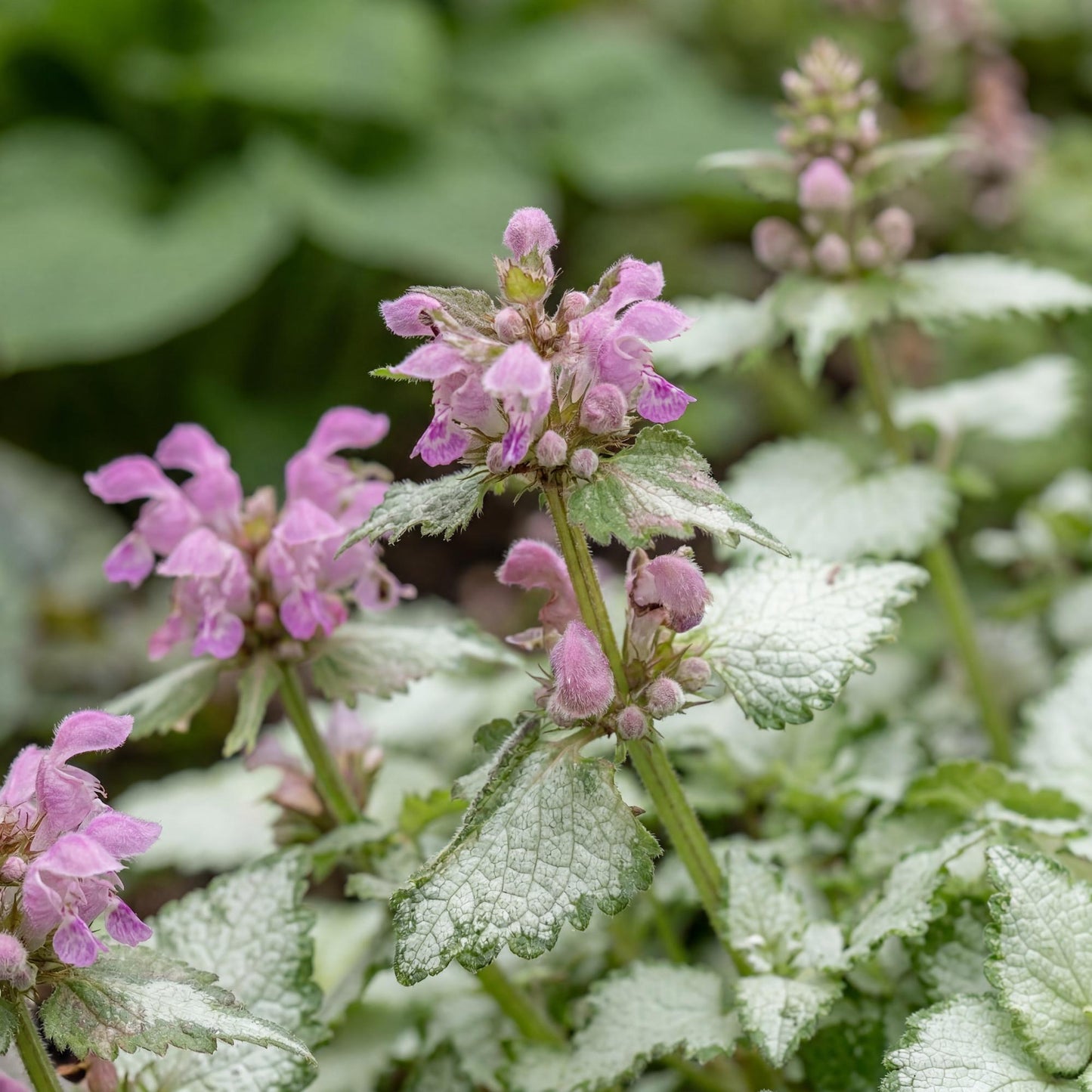 Orchid Frost Grande Lamium