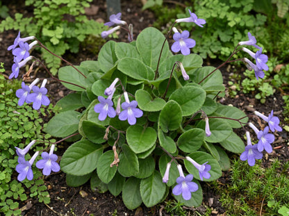 Concord Blue Streptocarpus