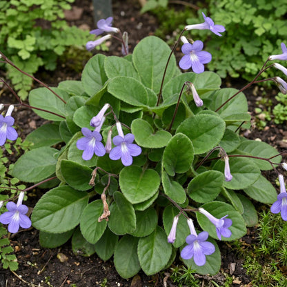 Concord Blue Streptocarpus