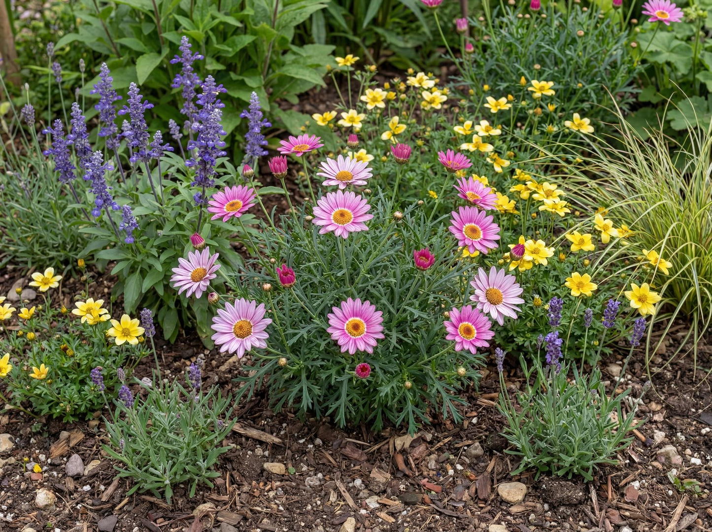 Aramis Violet Shades Marguerite Daisy Argyranthemum