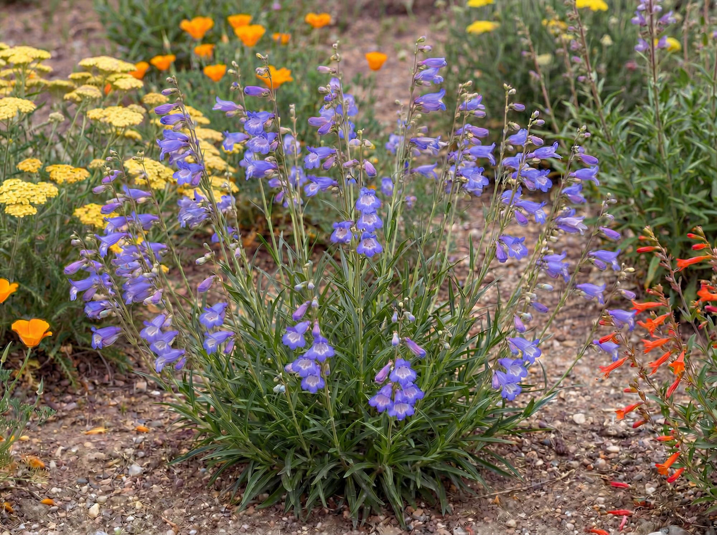 Margarita BOP Penstemon
