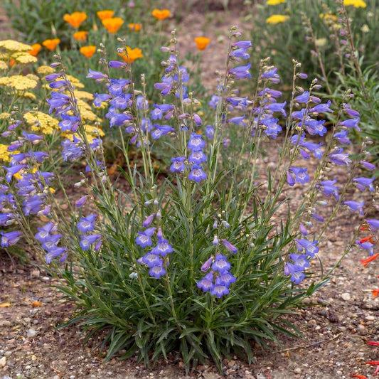 Margarita BOP Penstemon