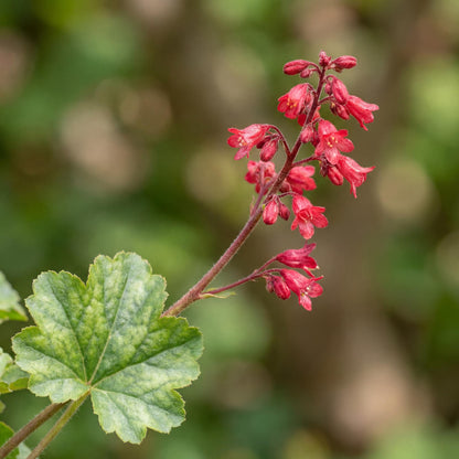 Ruby Bells Heuchera