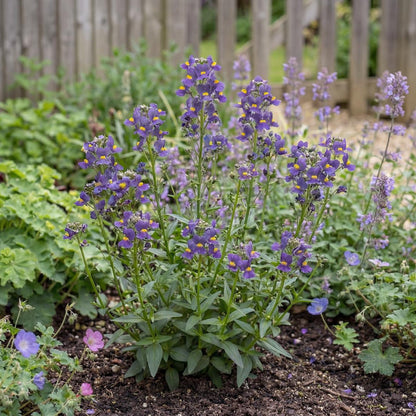 Karoo Dark Blue Nemesia
