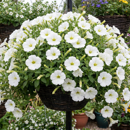Littletunia White Grace Petunia