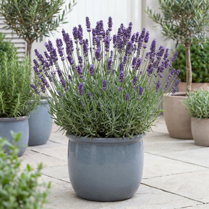 Munstead English Lavender