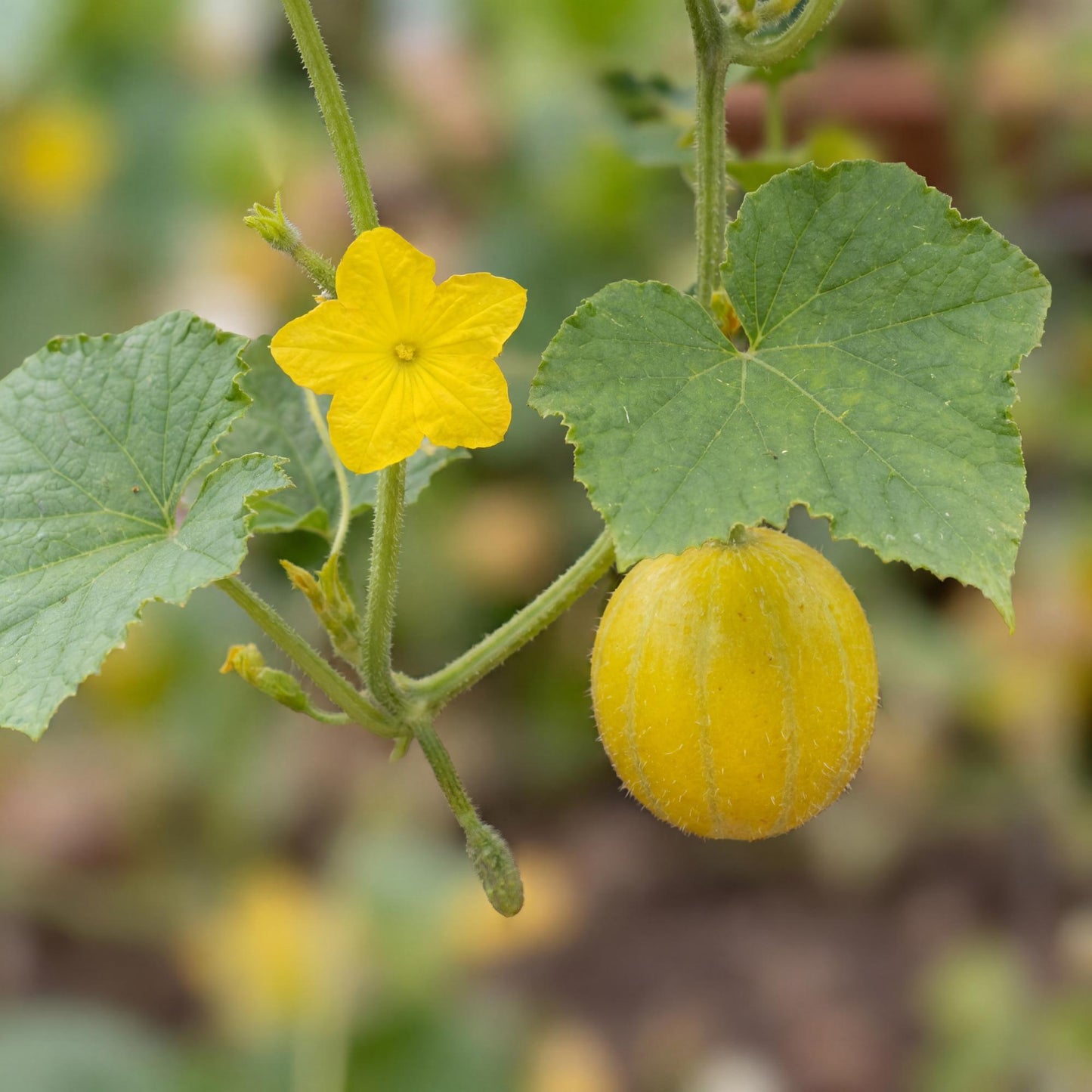 Lemon Cucumbers