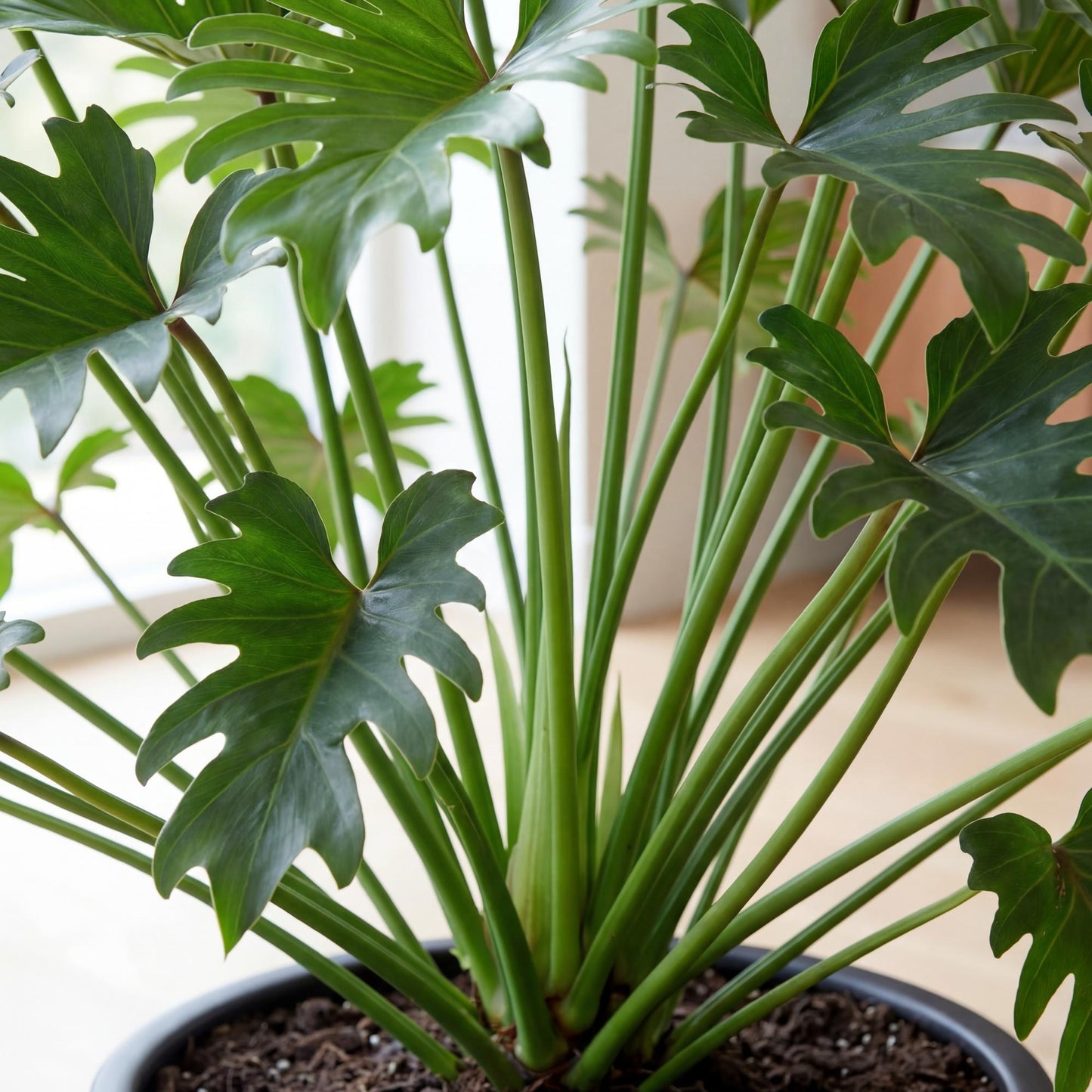 Xanadu Philodendron