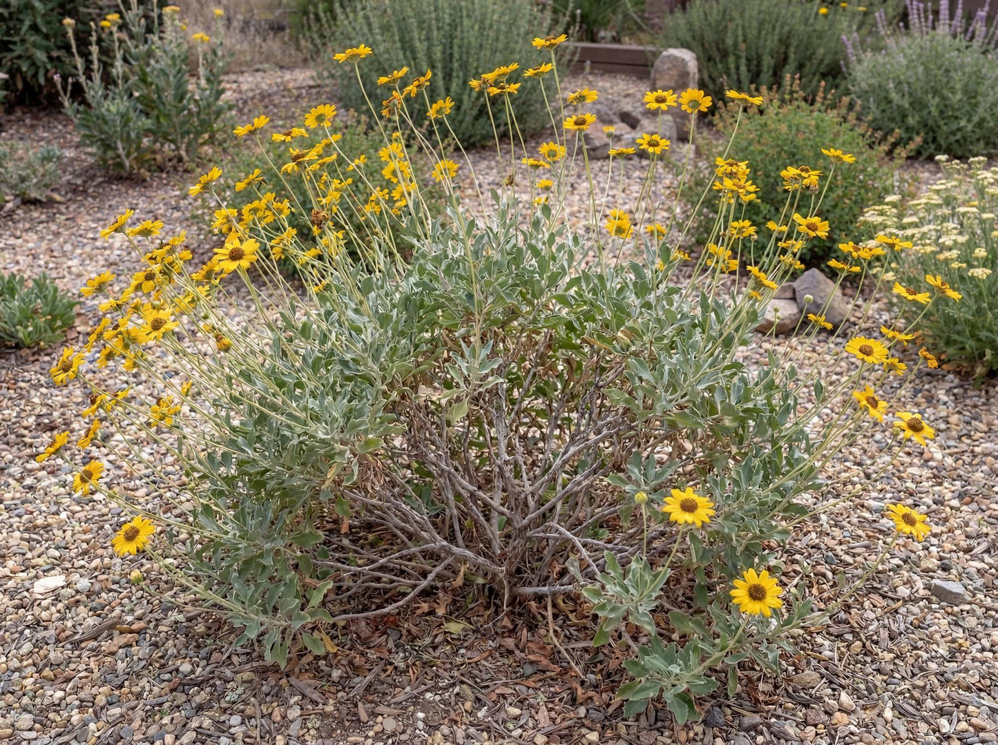 Bush Sunflower