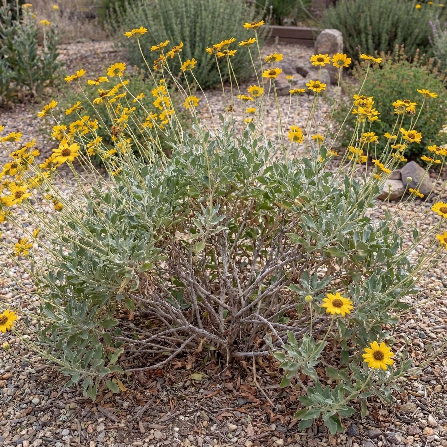 Bush Sunflower