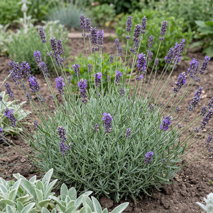 Blue Floral Lavender