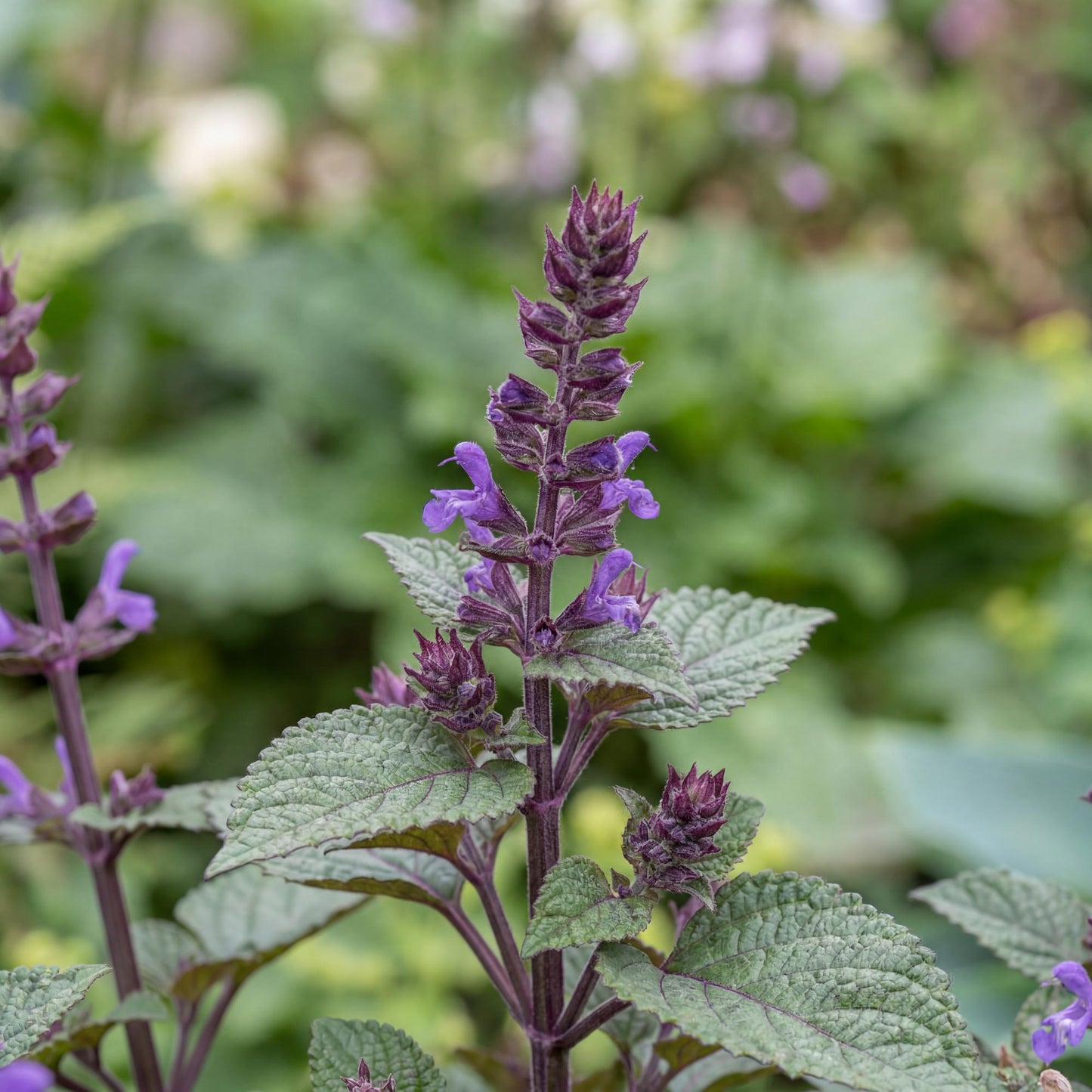 Magic Mona Purple Plectranthus