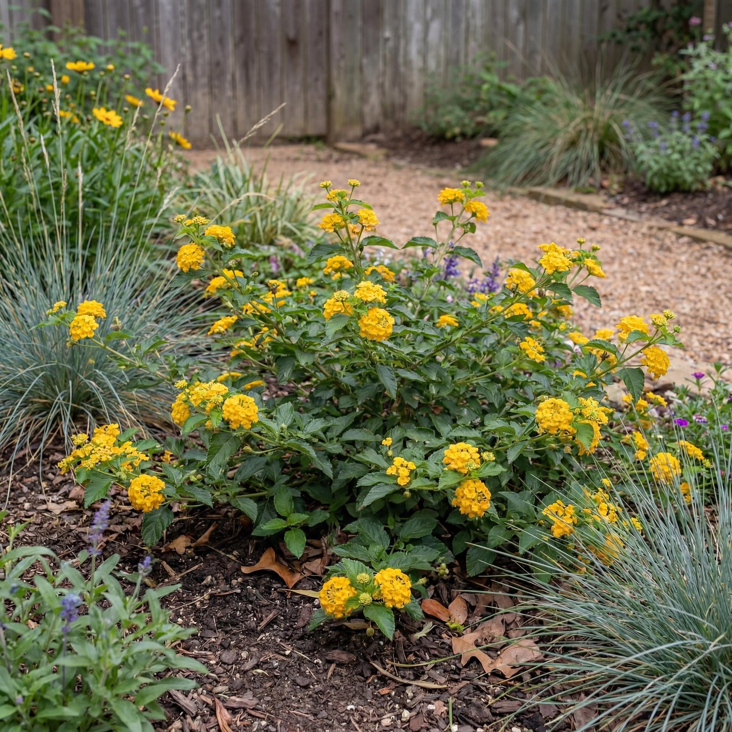 New Gold Trailing Lantana