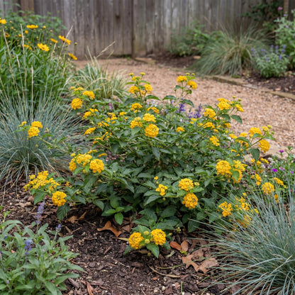 New Gold Trailing Lantana