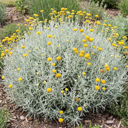 Lavender Cotton (Santolina chamaecyparissus)