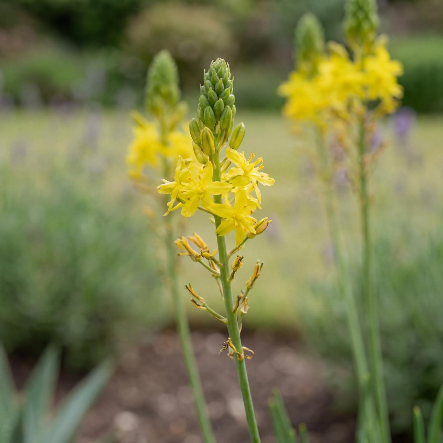 Yellow Stalked Bulbine
