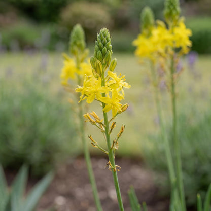 Yellow Stalked Bulbine