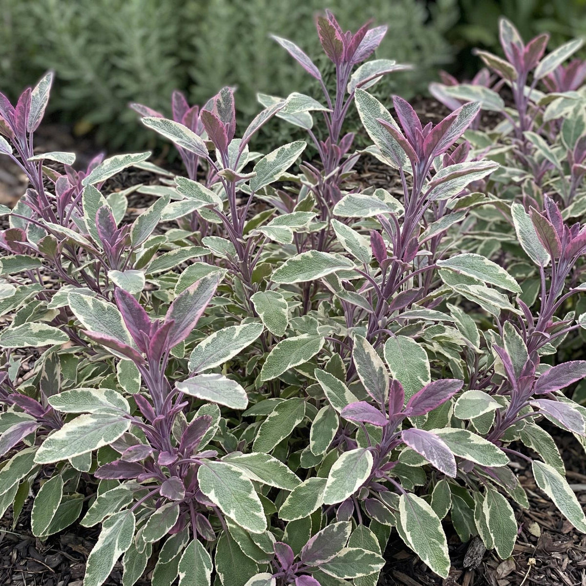 Tricolor Sage