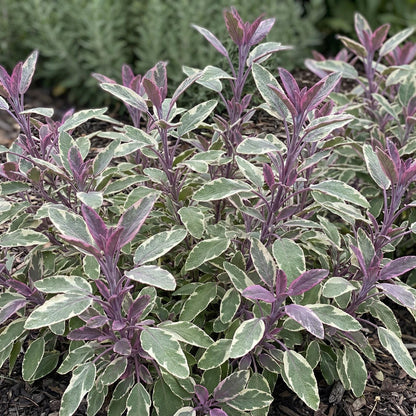 Tricolor Sage