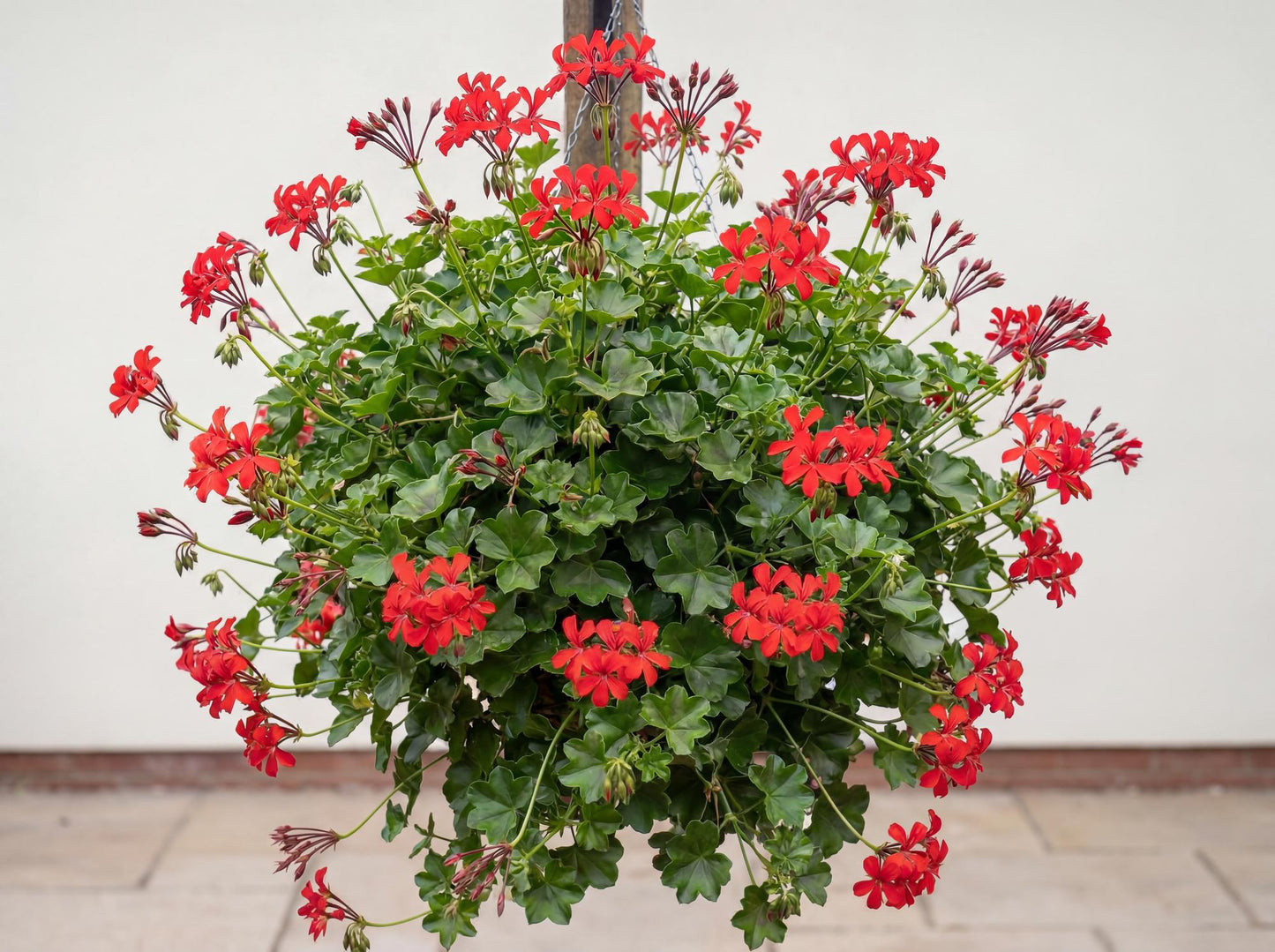 Cascade Ville de Paris Red Ivy Geranium
