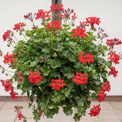 Cascade Ville de Paris Red Ivy Geranium