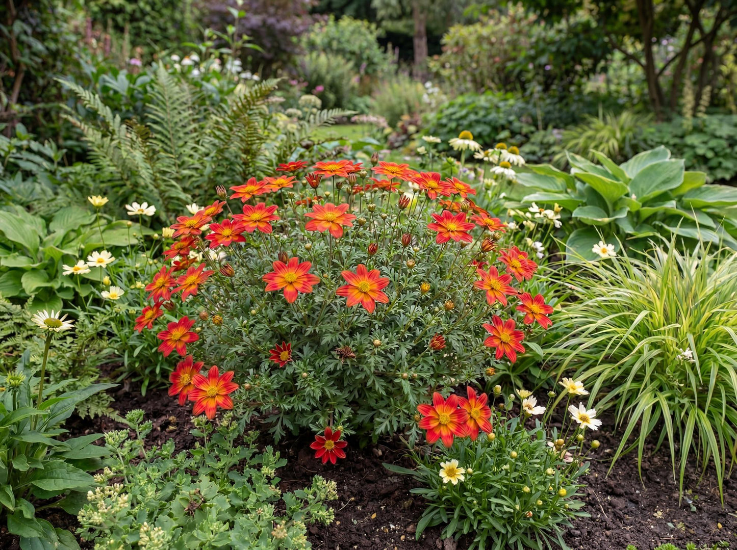 Smile Dark Red Bidens