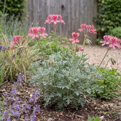 Bunny Brunch Scented Geranium keeps a bushy, compact mound about 18 to 24 inches across at maturity.