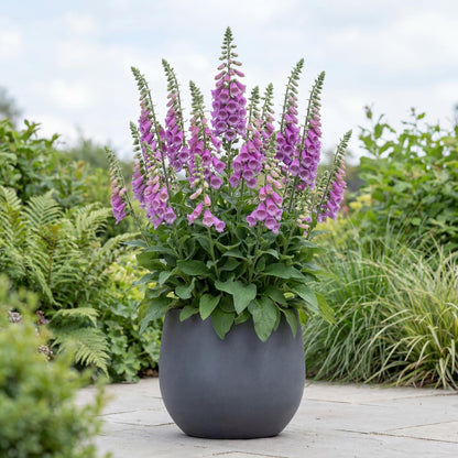 Dalmatian Purple Foxglove